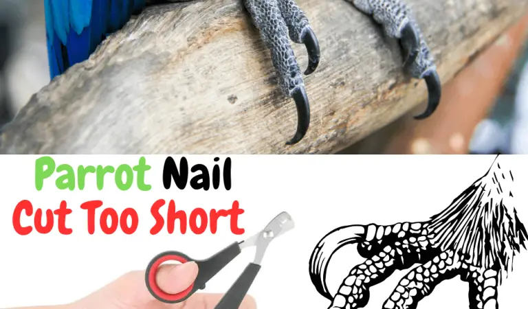 What to Do if You Cut Your Parrots Nail Too Short