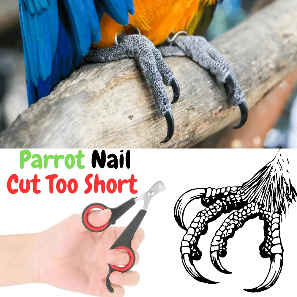 What to Do if You Cut Your Parrots Nail Too Short | Parrot Nail cut too  short