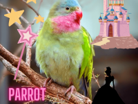 Parrot Princess
