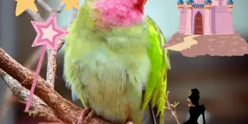 Parrot Princess