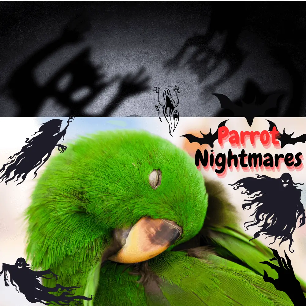 Parrot nightmares