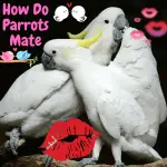 Parrots Reproduce