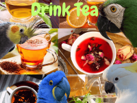 Parrots drink tea