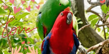 Parrots mating