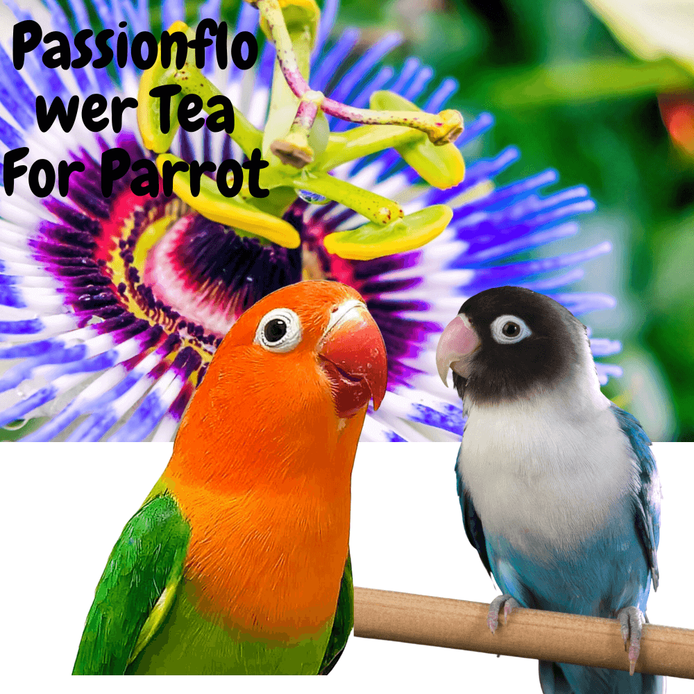 Passionflower tea for parrot