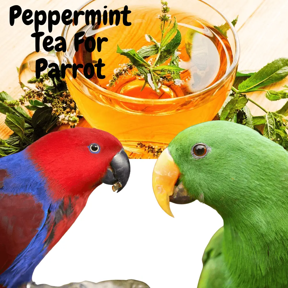 Peppermint tea for parrot