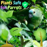 Plants safe for parrots