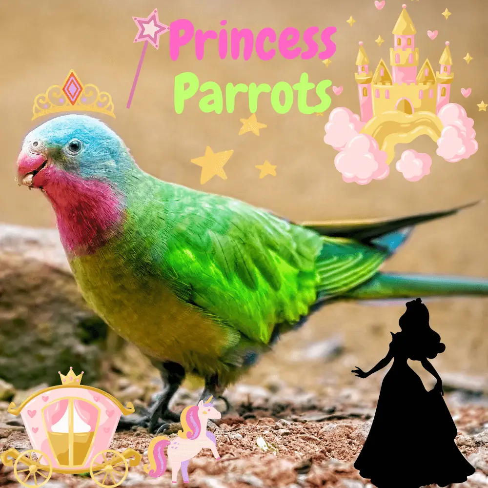 Princess parrots