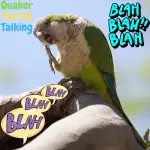 Quaker Parrot Talking