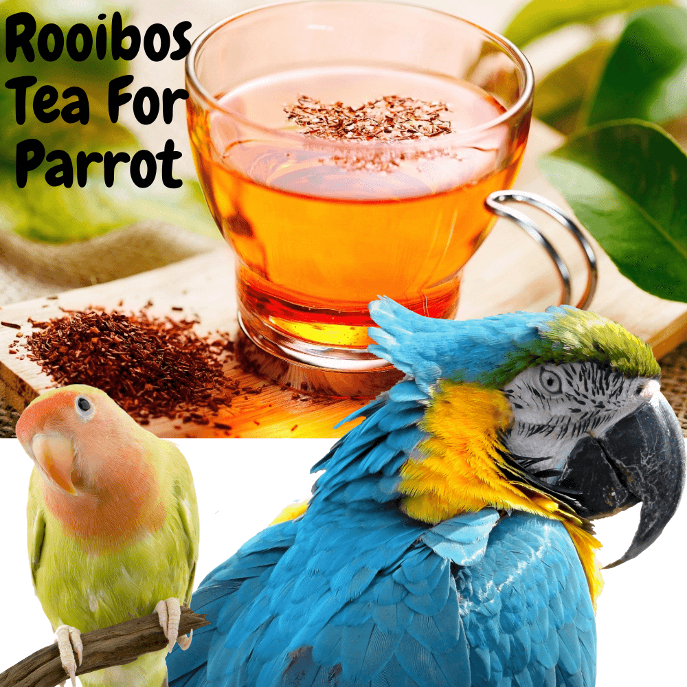 Rooibos Tea for parrot