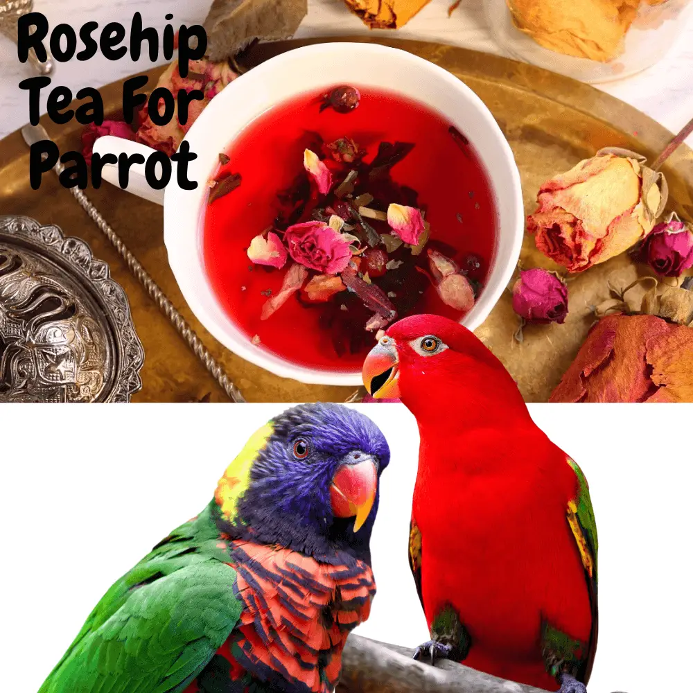 Rosehip tea for parrot