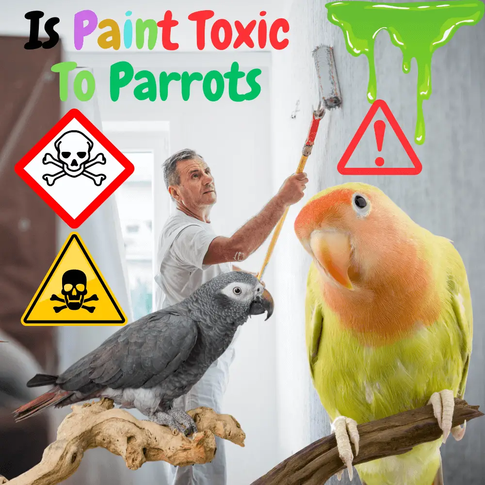 Safe Paint for parrot