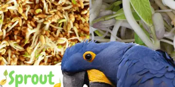 Sprout Parrot Seeds