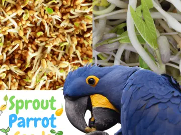 Sprout Parrot Seeds