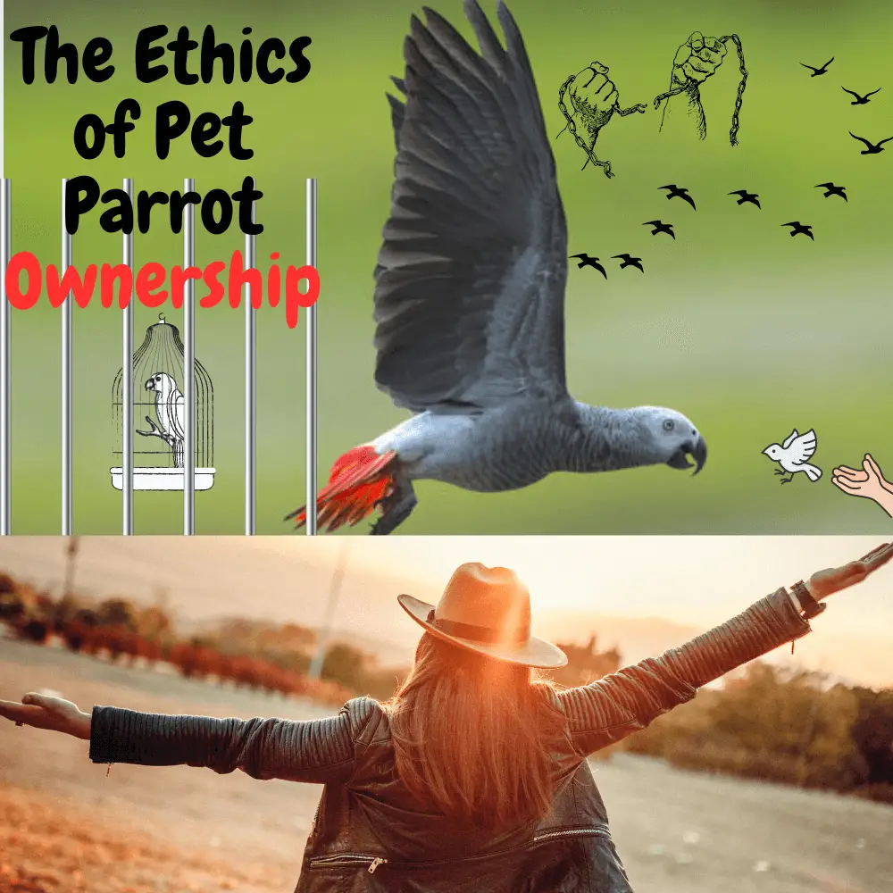 The Ethics of Pet Parrot Ownership
