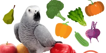 Vegetable Parrots Can Eat
