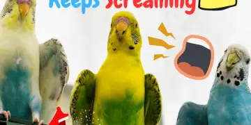 What to do when your budgie keeps screaming