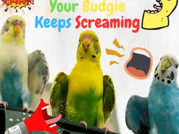 What to do when your budgie keeps screaming