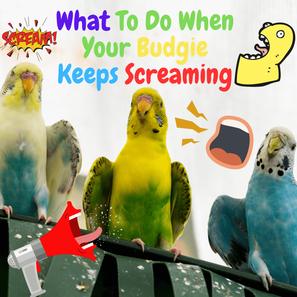 What to do when your budgie keeps screaming
