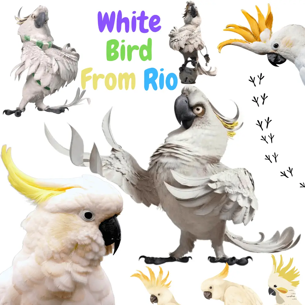 White Bird From Rio