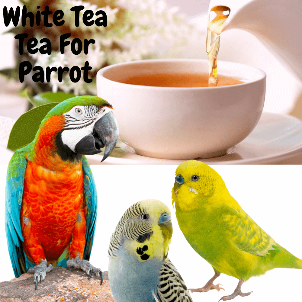White tea for parrot
