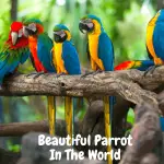 beautiful parrot in the world