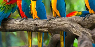 beautiful parrot in the world