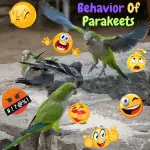 behavior of parakeets