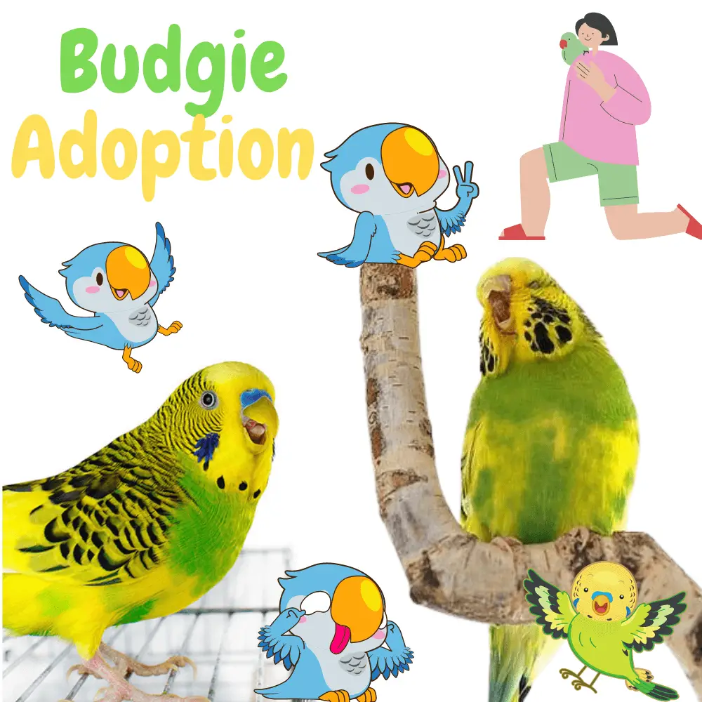 budgie adoption