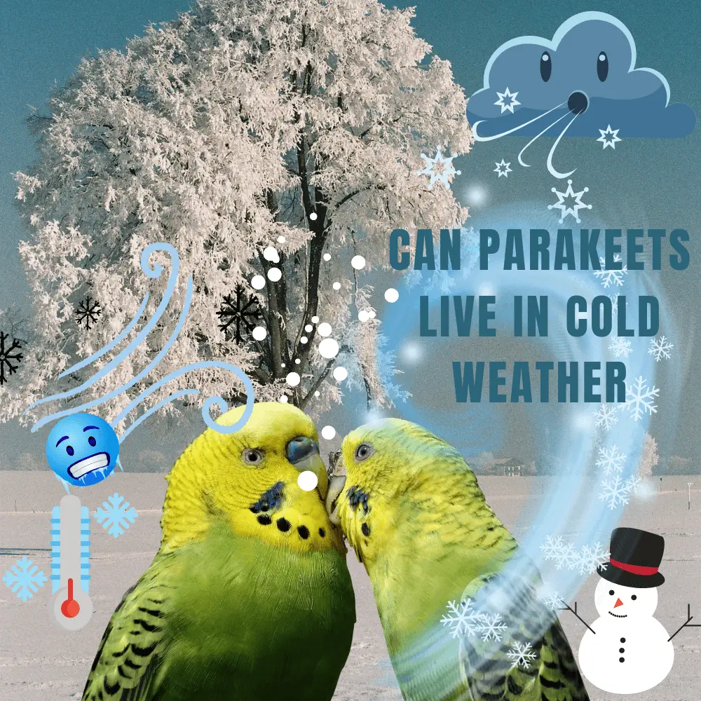 can parakeets live in cold weather
