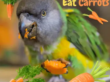 can parrots eat carrots