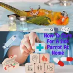 care for a sick parrot