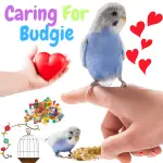 caring for budgie