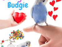 caring for budgie