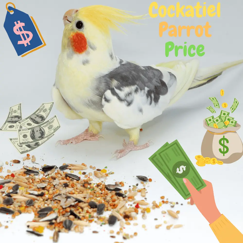 cockatiel parrot price