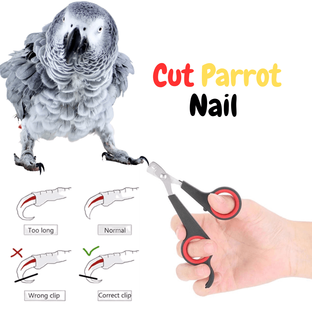 cut parrot nail