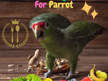 fruits and vegetables for parrot