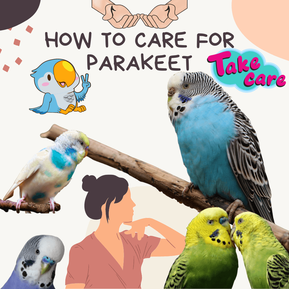how to care for parakeet