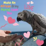 make an African Grey Parrot love you