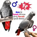 male or female African grey parrots speak better