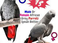 male or female African grey parrots speak better