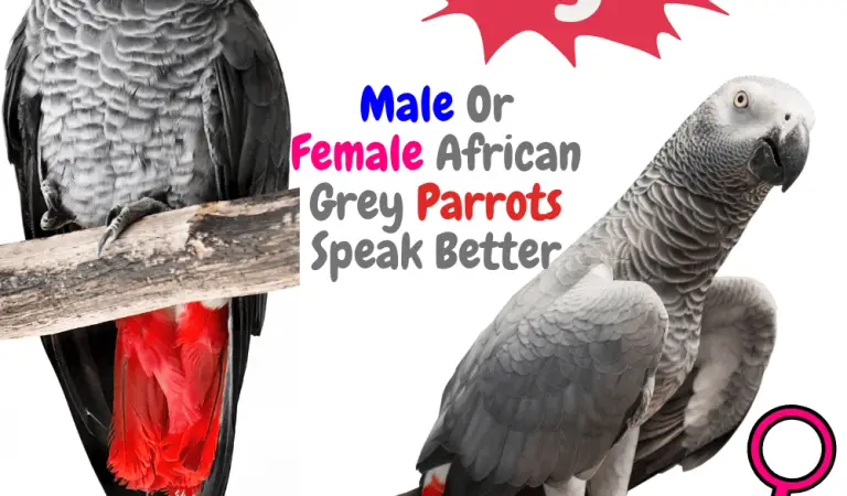 Do male or female African grey parrots speak better?