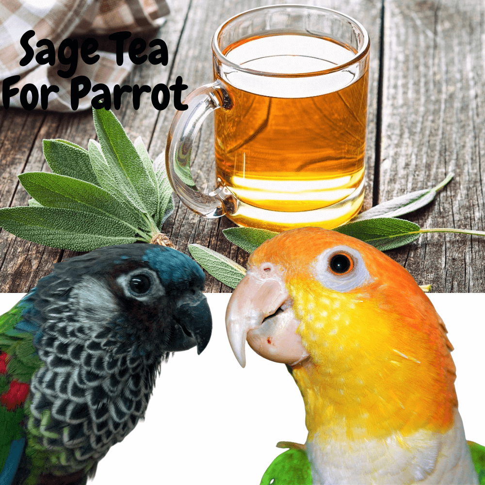 sage tea for parrot