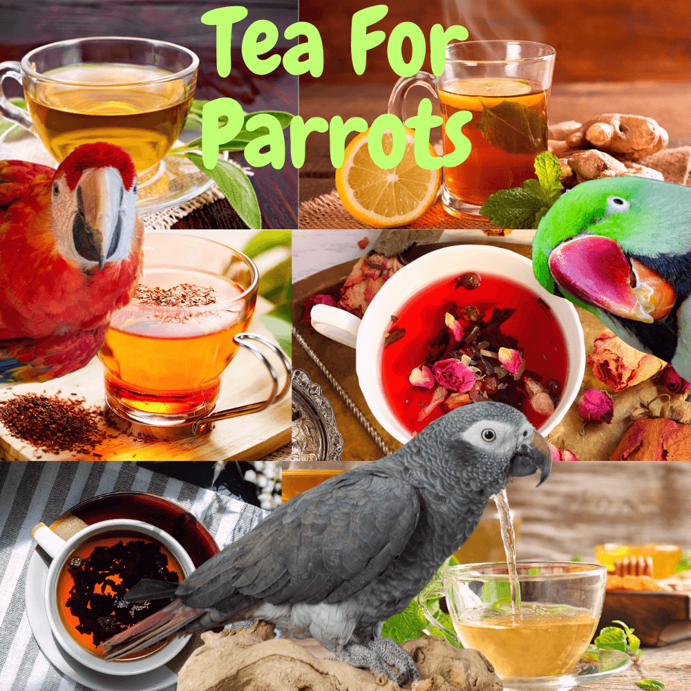 tea for parrots