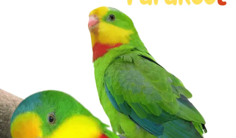 Barraband’s Parakeet