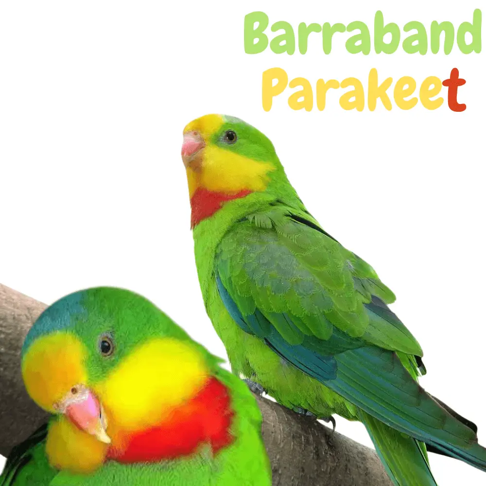 Barraband's Padrakeet