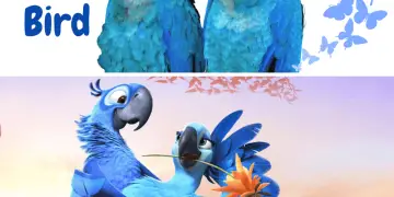 Blue parrot bird