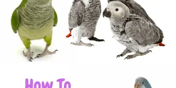 How to reward your parrot
