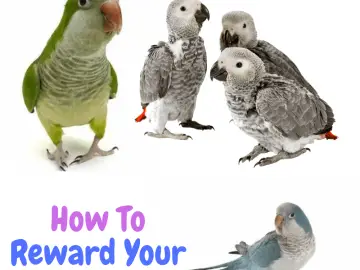 How to reward your parrot