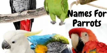 Names for parrots